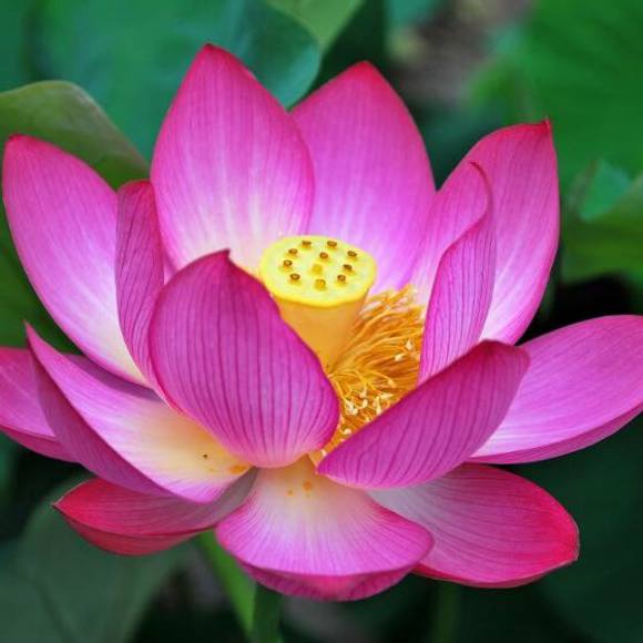 Meet your Posher, Trinh - Picture 1 of 1